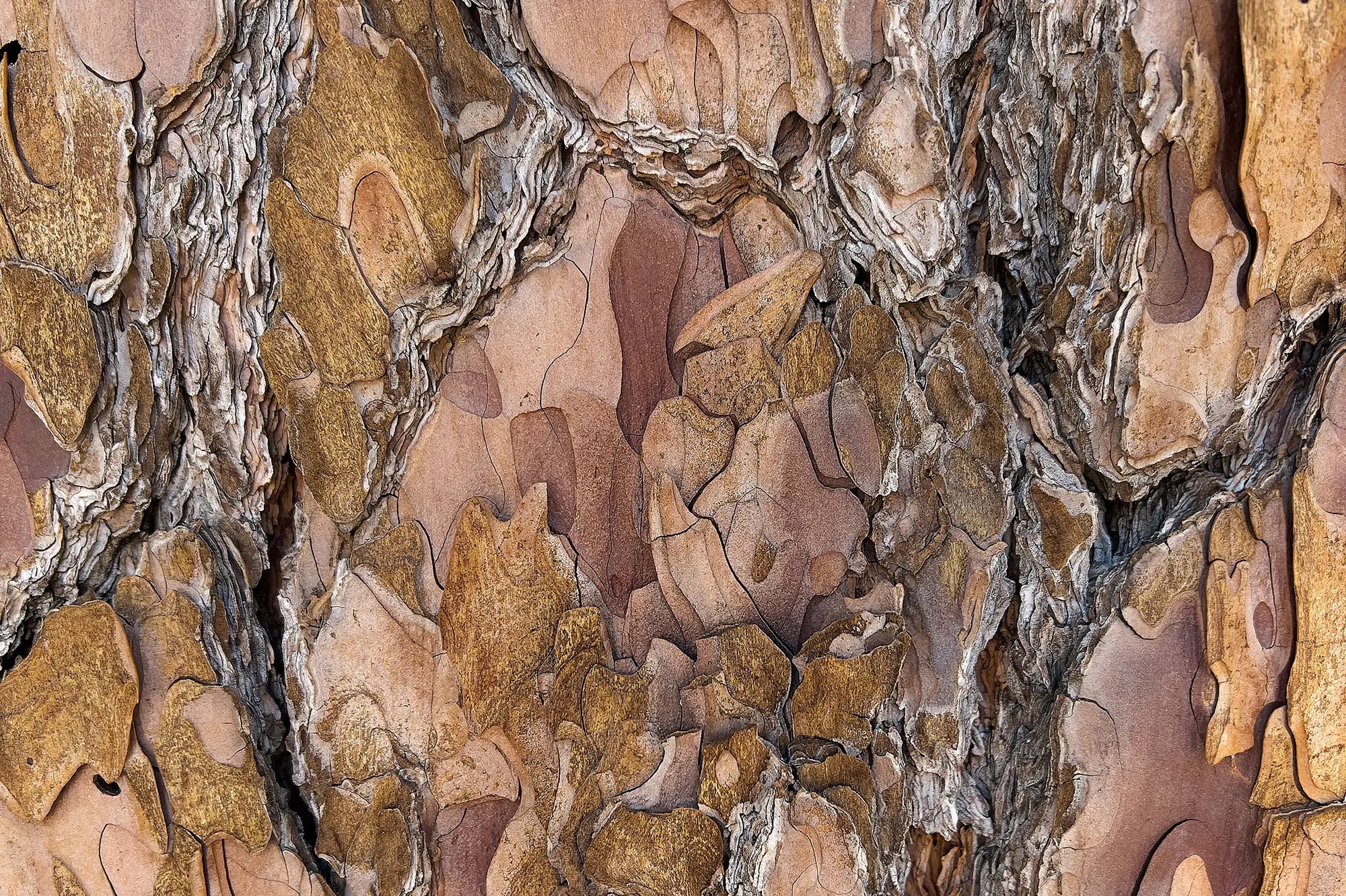 Olive Wood