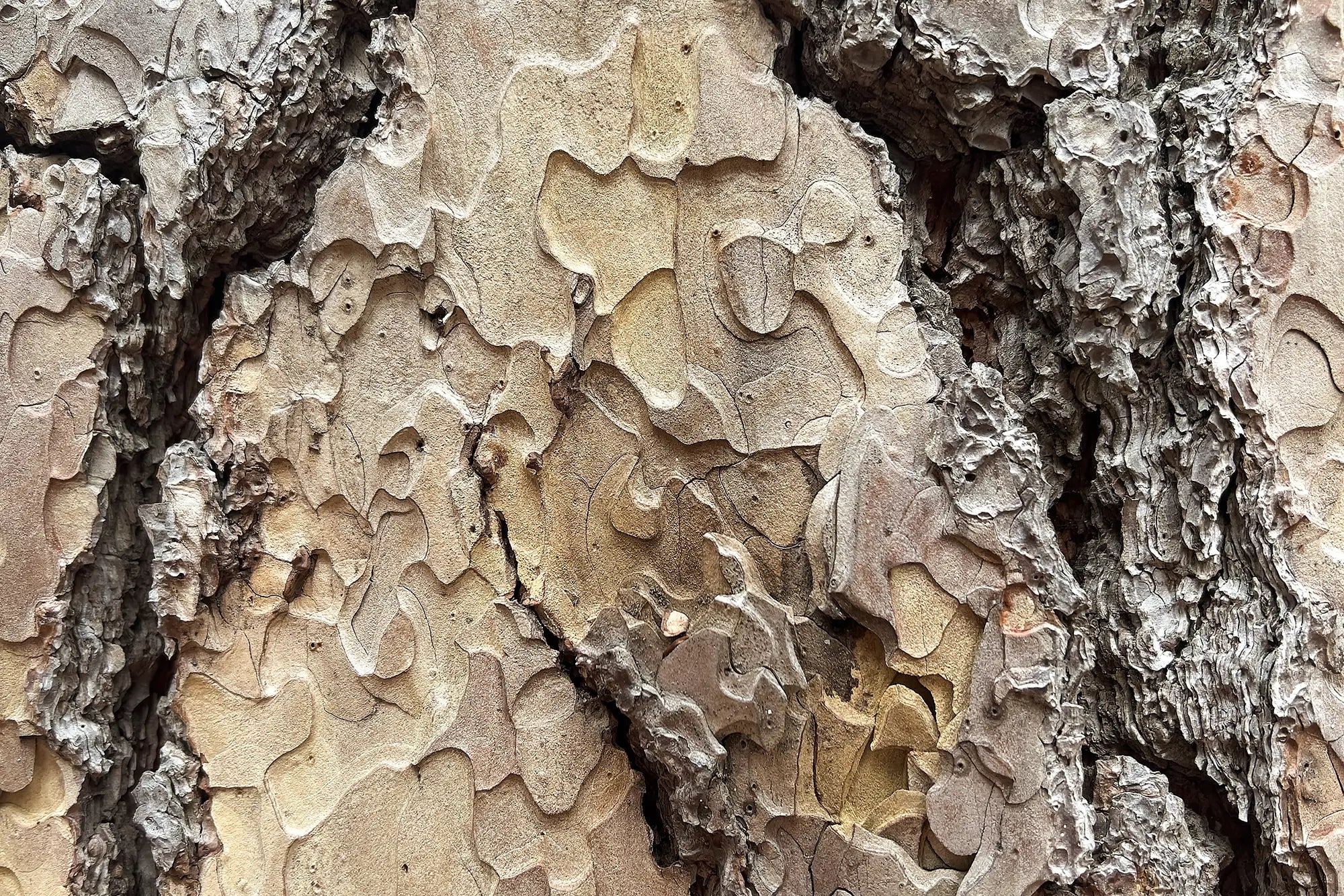 Palo Santo