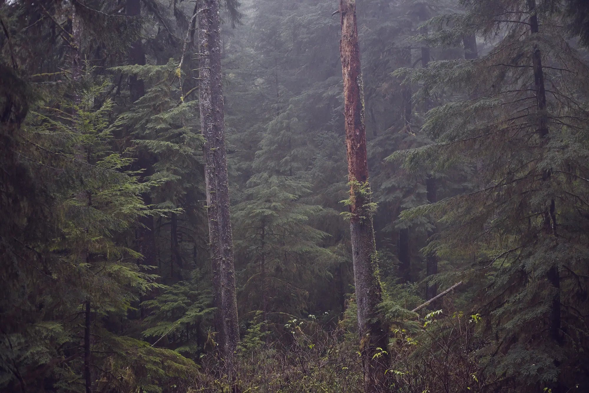 Earthy Green